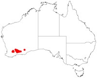 Acacia hystrix