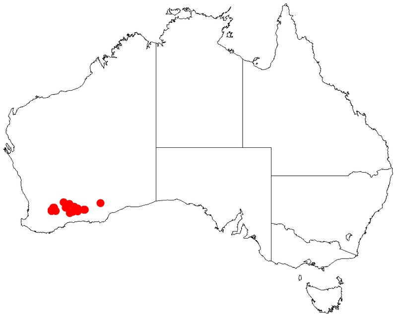 Acacia hystrix