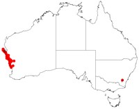 Acacia idiomorpha