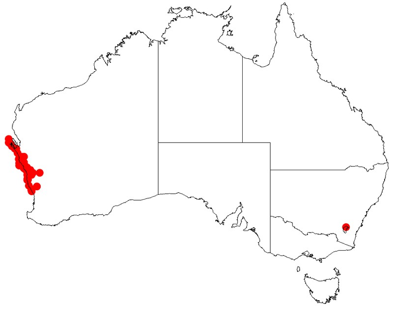 Acacia idiomorpha