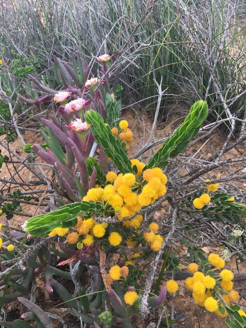 Acacia idiomorpha photo 2
