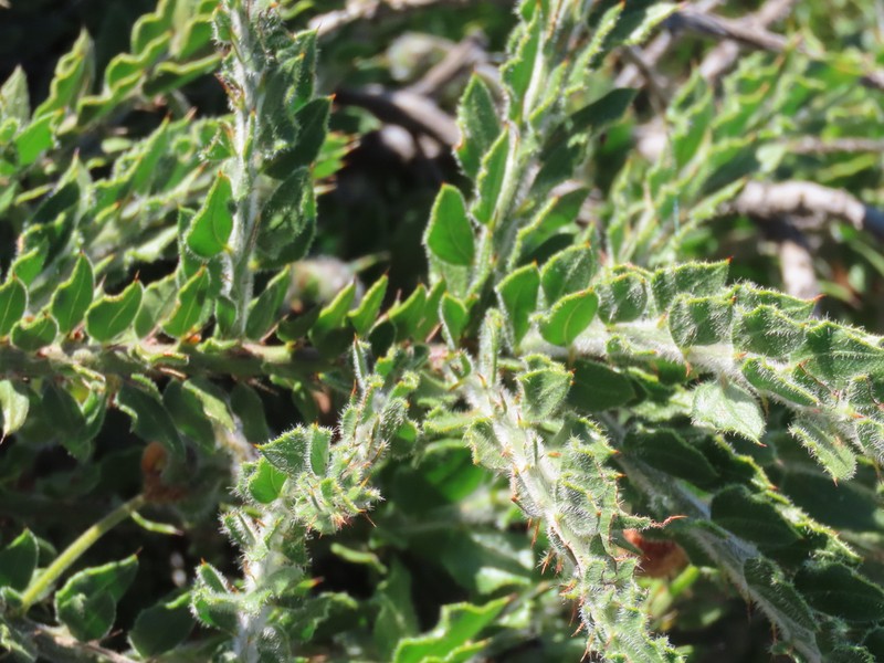 Acacia idiomorpha photo 3