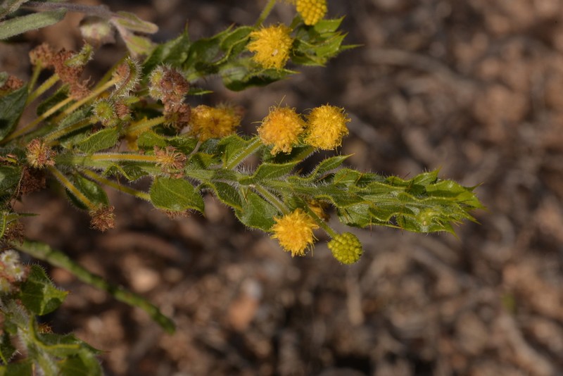 Acacia idiomorpha photo 4
