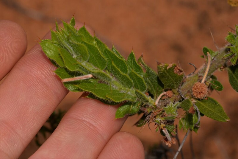Acacia idiomorpha photo 5