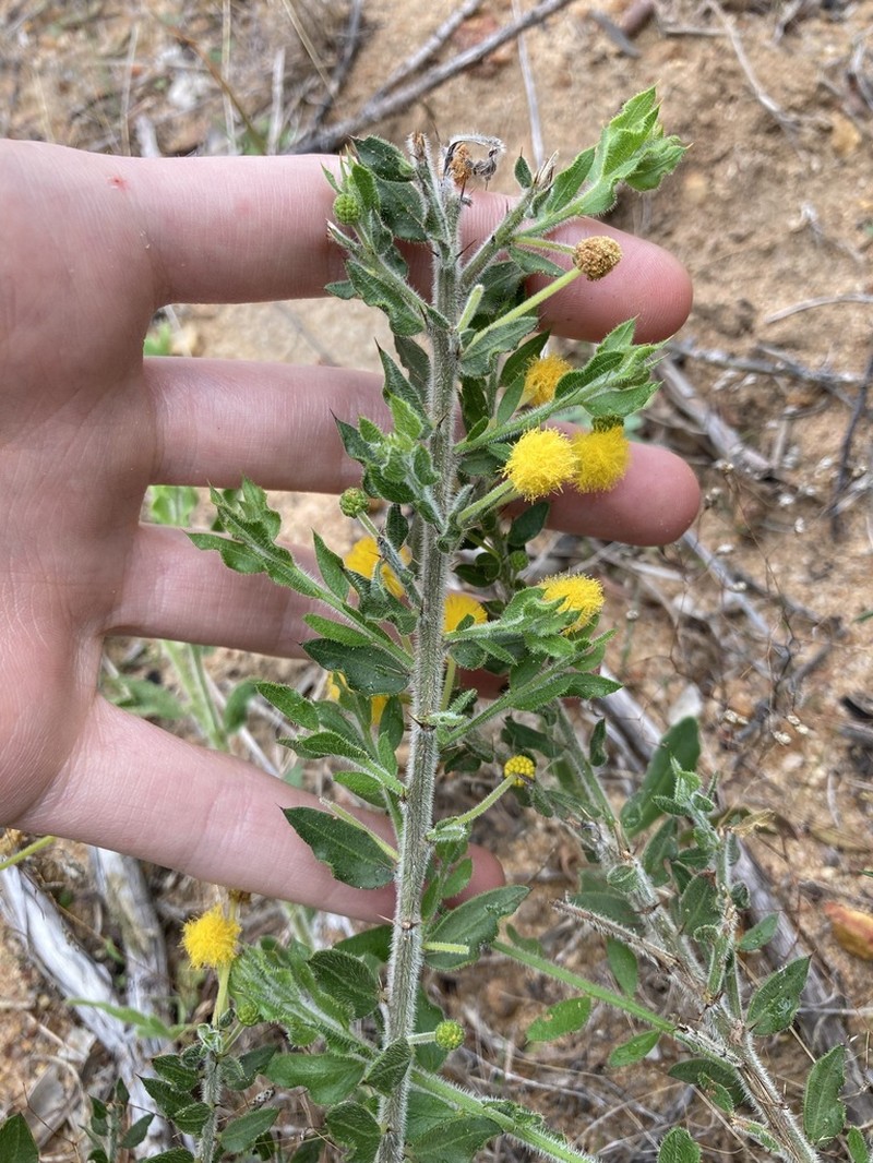 Acacia idiomorpha photo 6