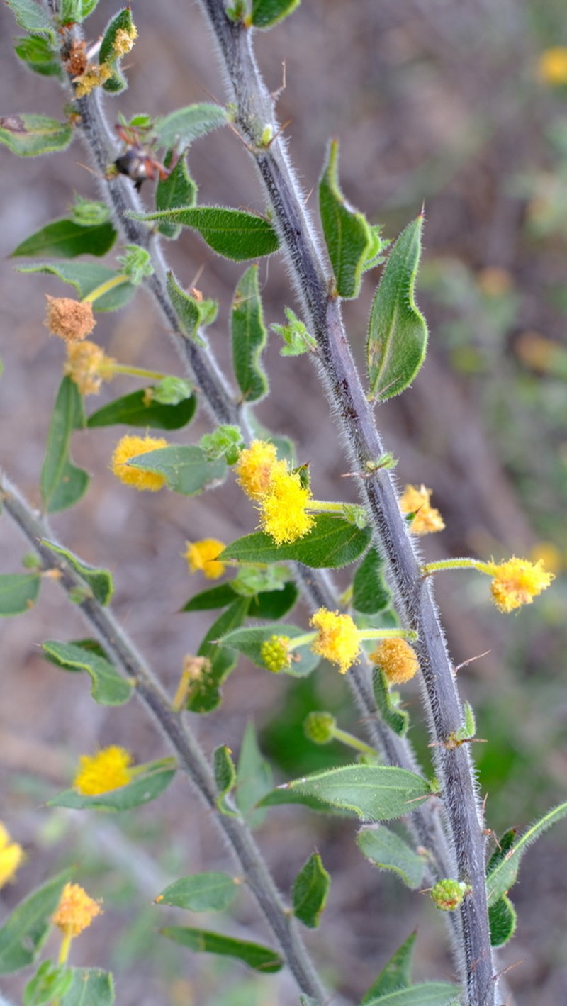 Acacia idiomorpha photo 7