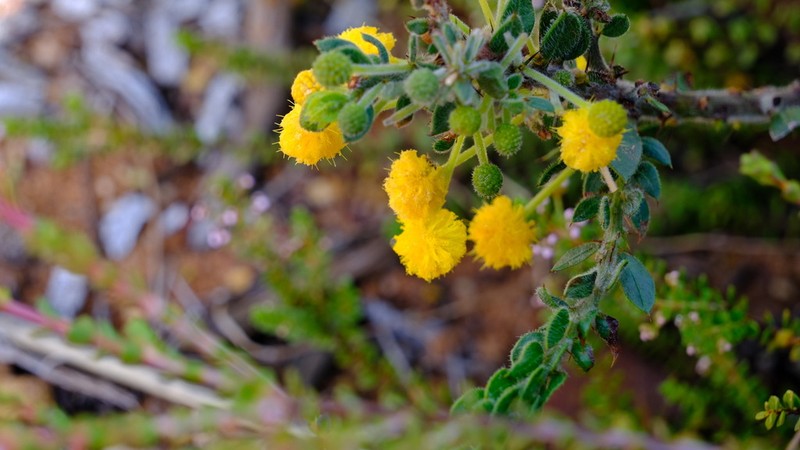 Acacia idiomorpha photo 8