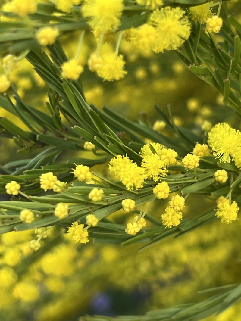 Imbricate Wattle