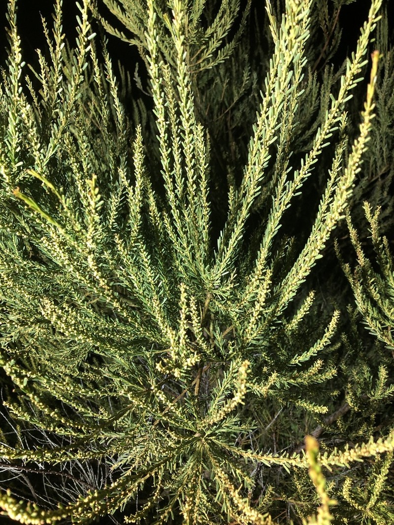 Imbricate Wattle photo 2