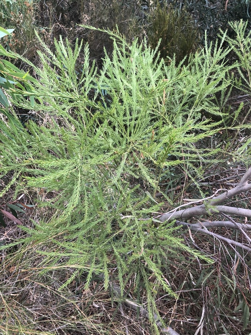 Imbricate Wattle photo 3