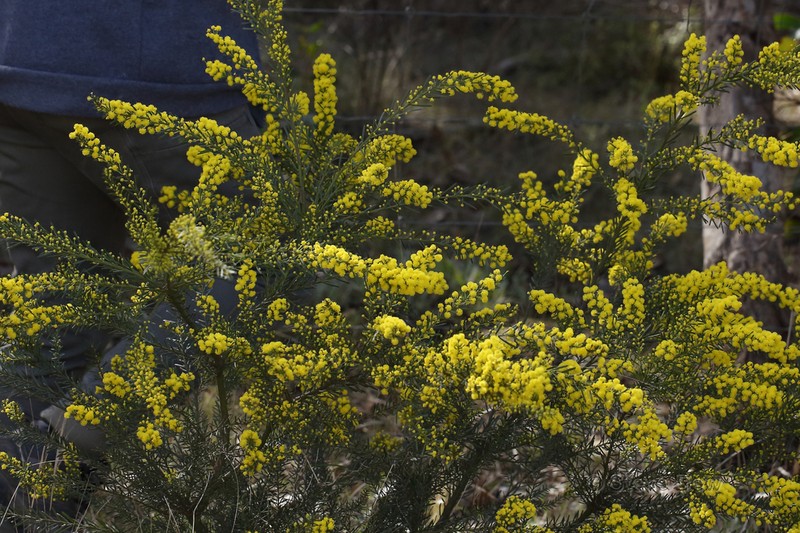 Imbricate Wattle photo 4