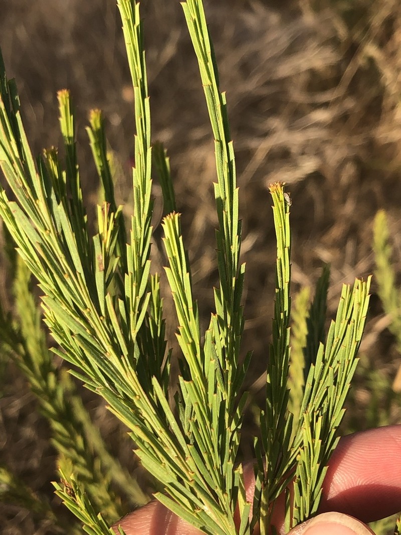 Imbricate Wattle photo 6
