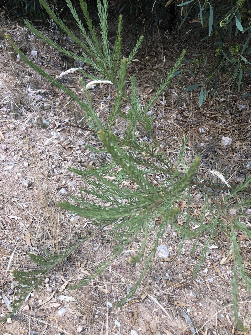 Imbricate Wattle photo 7