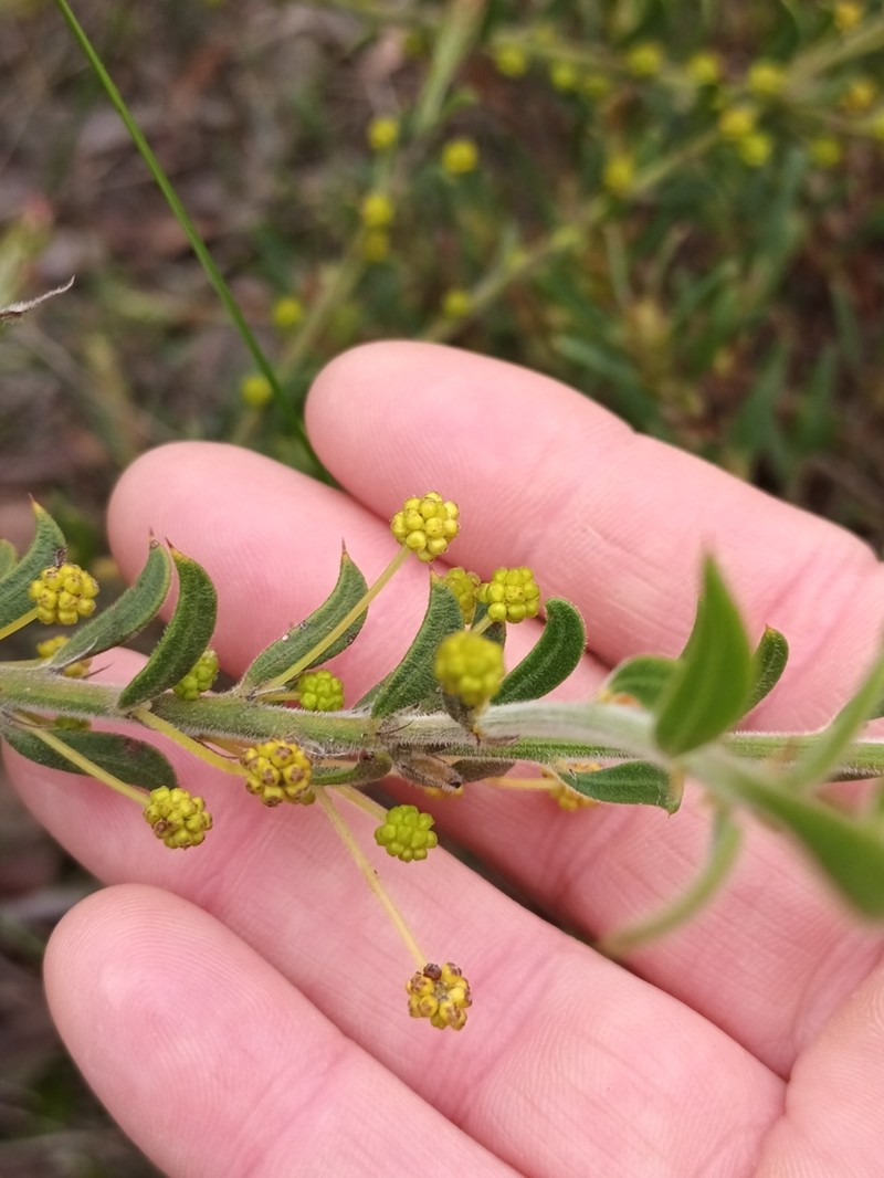 Acacia imparilis