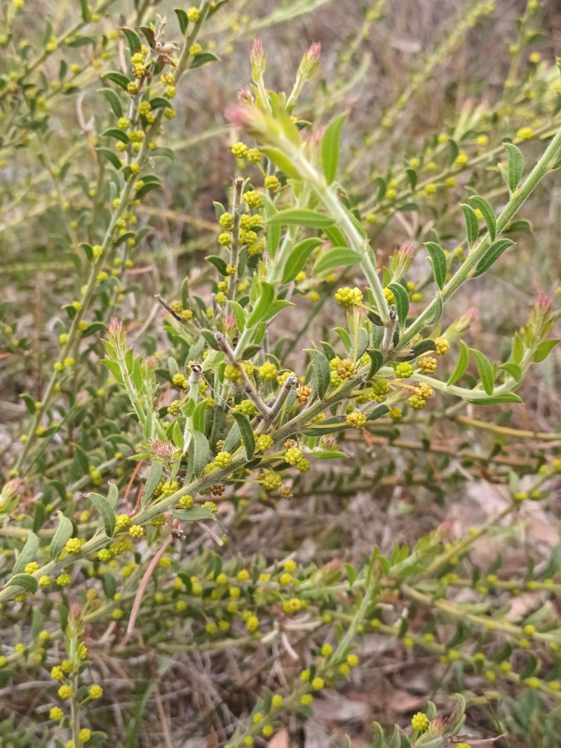 Acacia imparilis photo 2