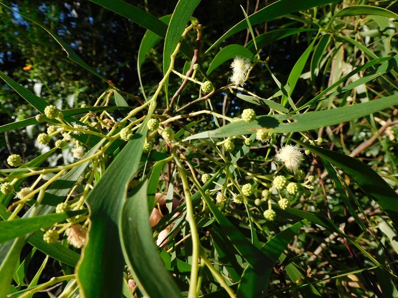 Screw-Pod Wattle photo 2