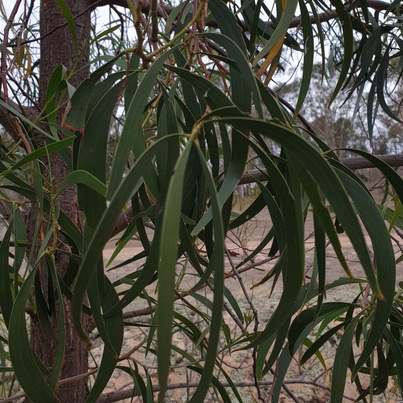 Screw-Pod Wattle photo 3