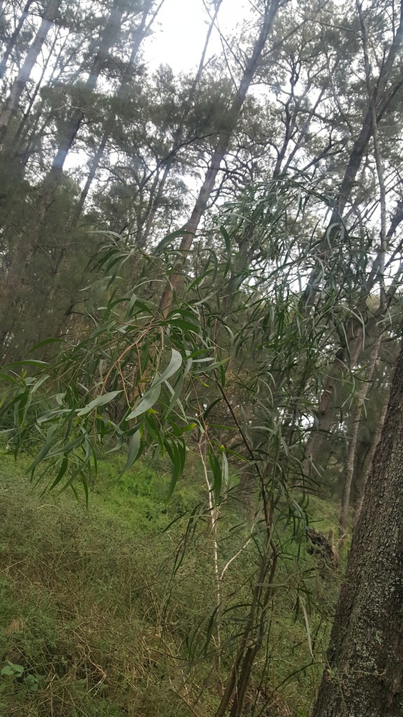 Screw-Pod Wattle photo 4