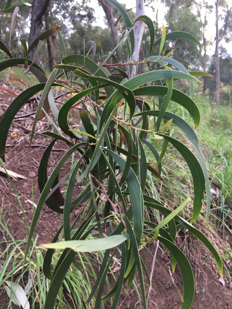 Screw-Pod Wattle photo 5