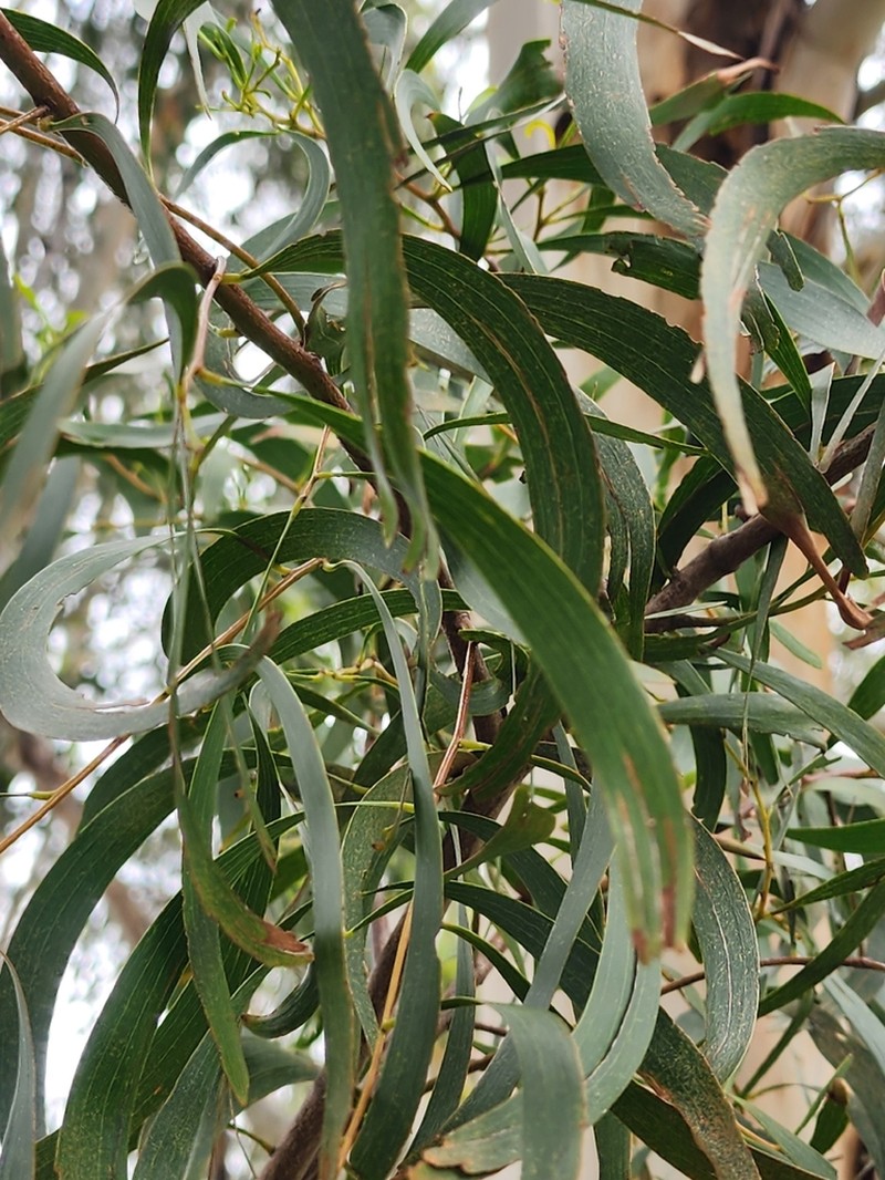 Screw-Pod Wattle photo 6