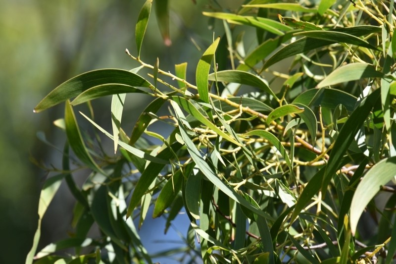 Screw-Pod Wattle photo 7