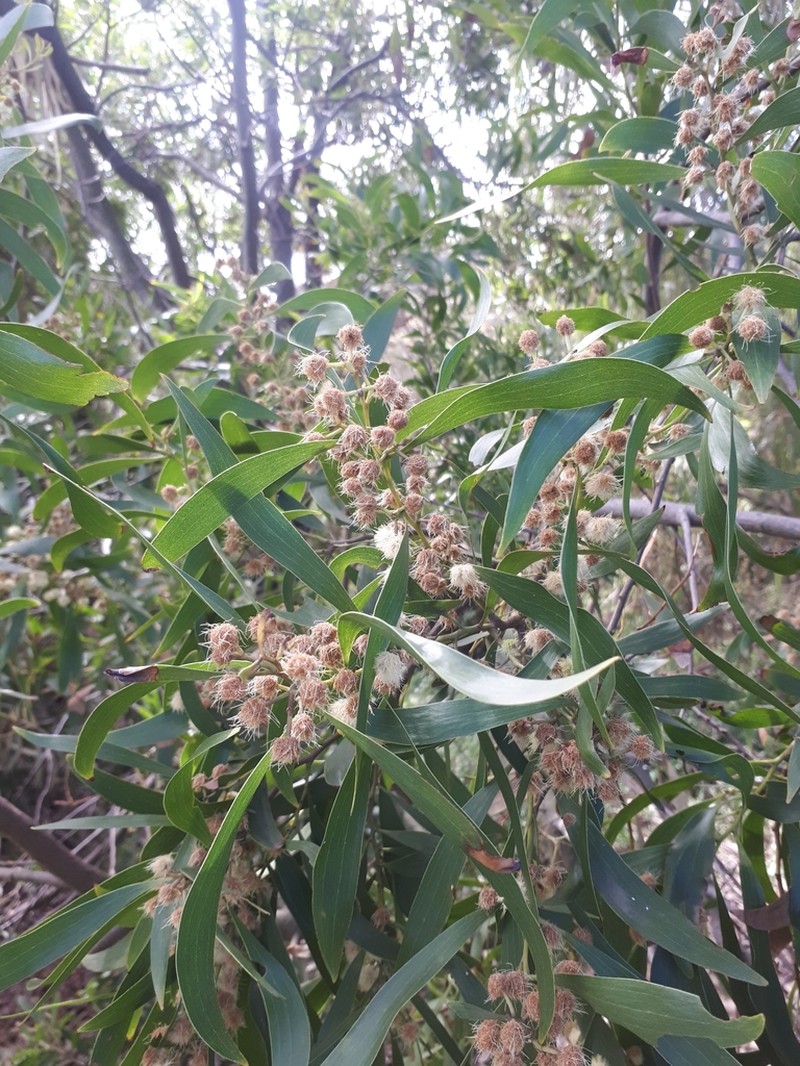 Screw-Pod Wattle photo 8