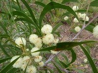 Screw-Pod Wattle