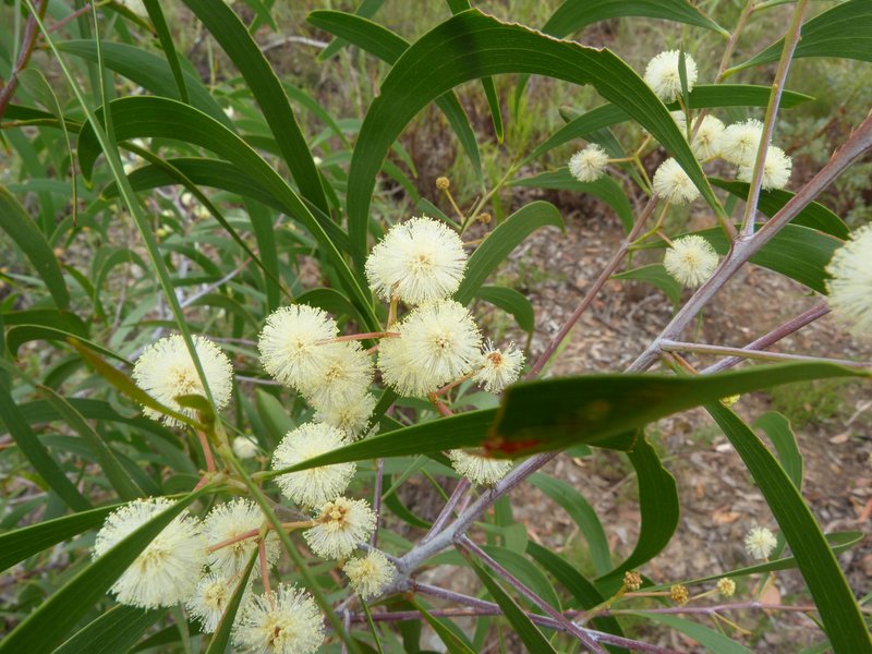 Screw-Pod Wattle