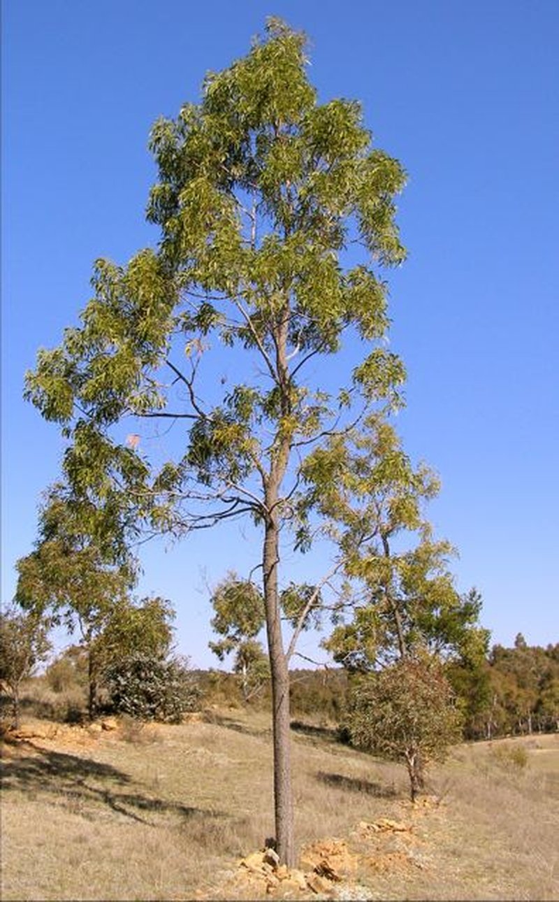 Screw-Pod Wattle