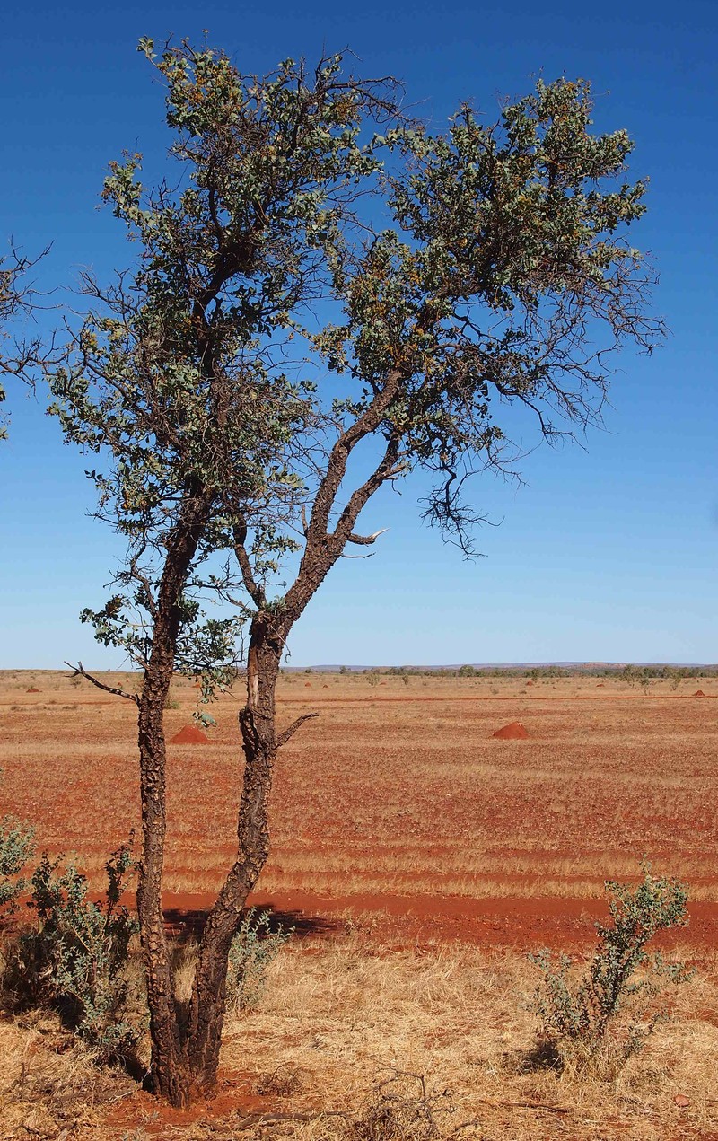 Acacia inaequilatera
