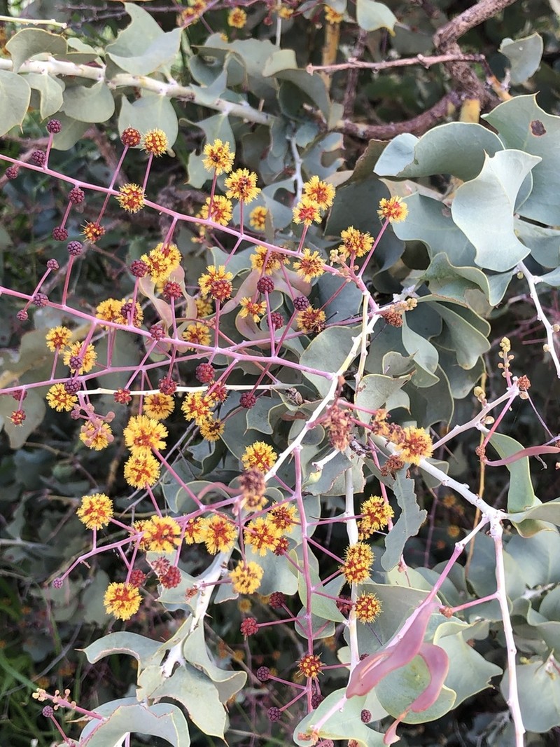 Acacia inaequilatera photo 2
