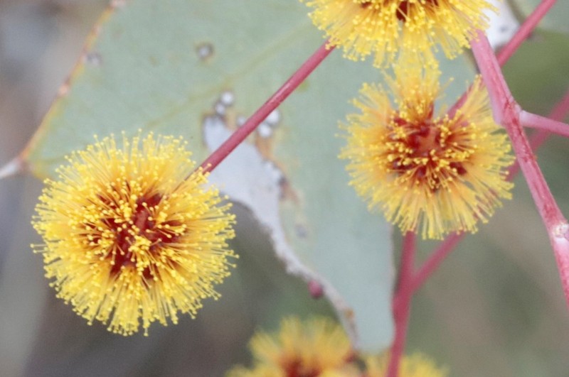 Acacia inaequilatera photo 3