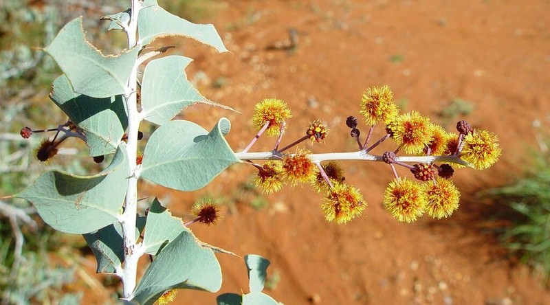 Acacia inaequilatera photo 4