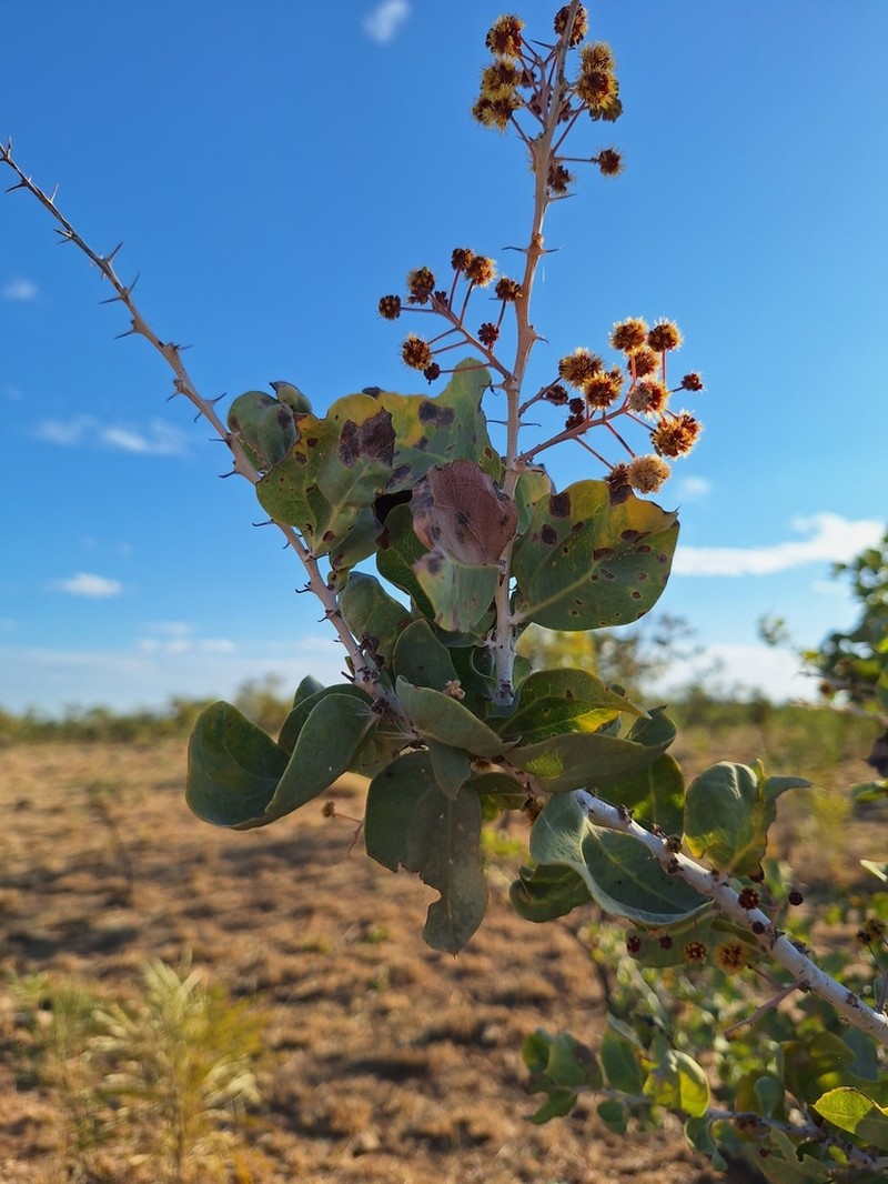 Acacia inaequilatera photo 5