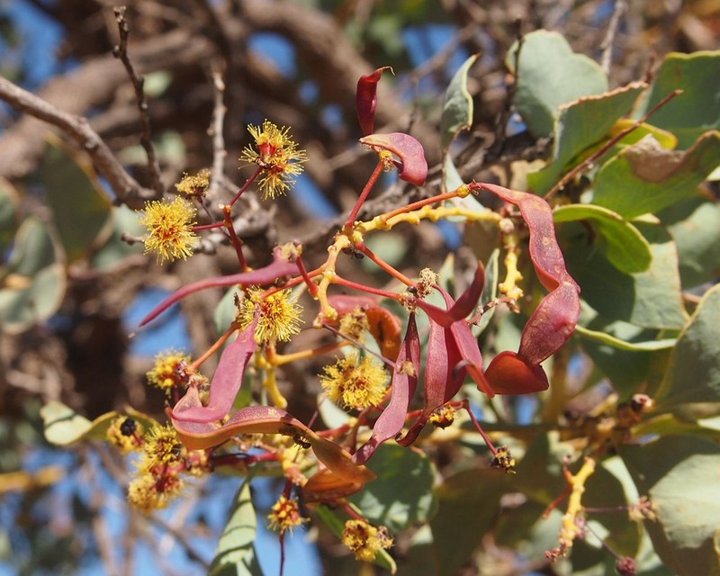 Acacia inaequilatera photo 6