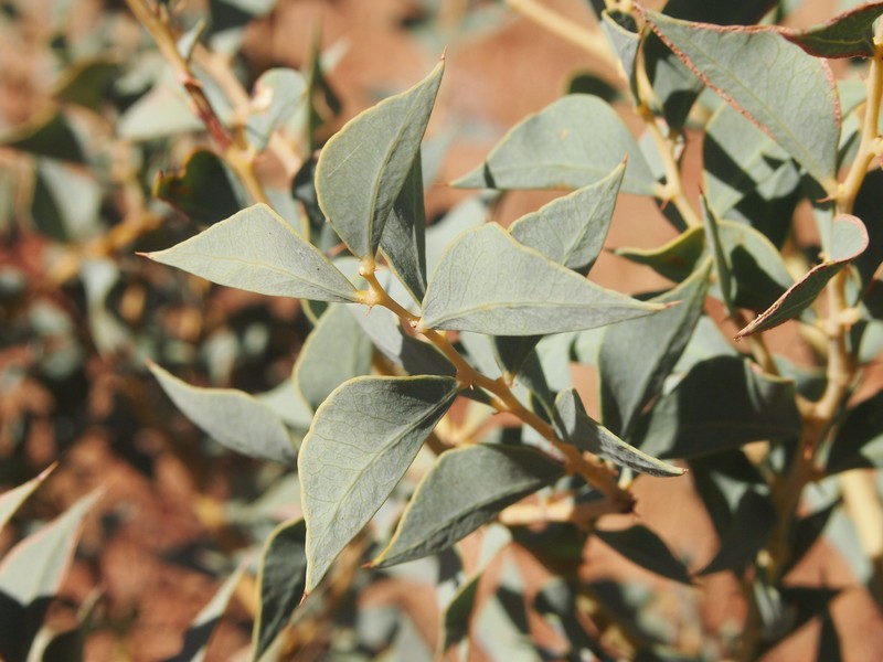 Acacia inaequilatera photo 7