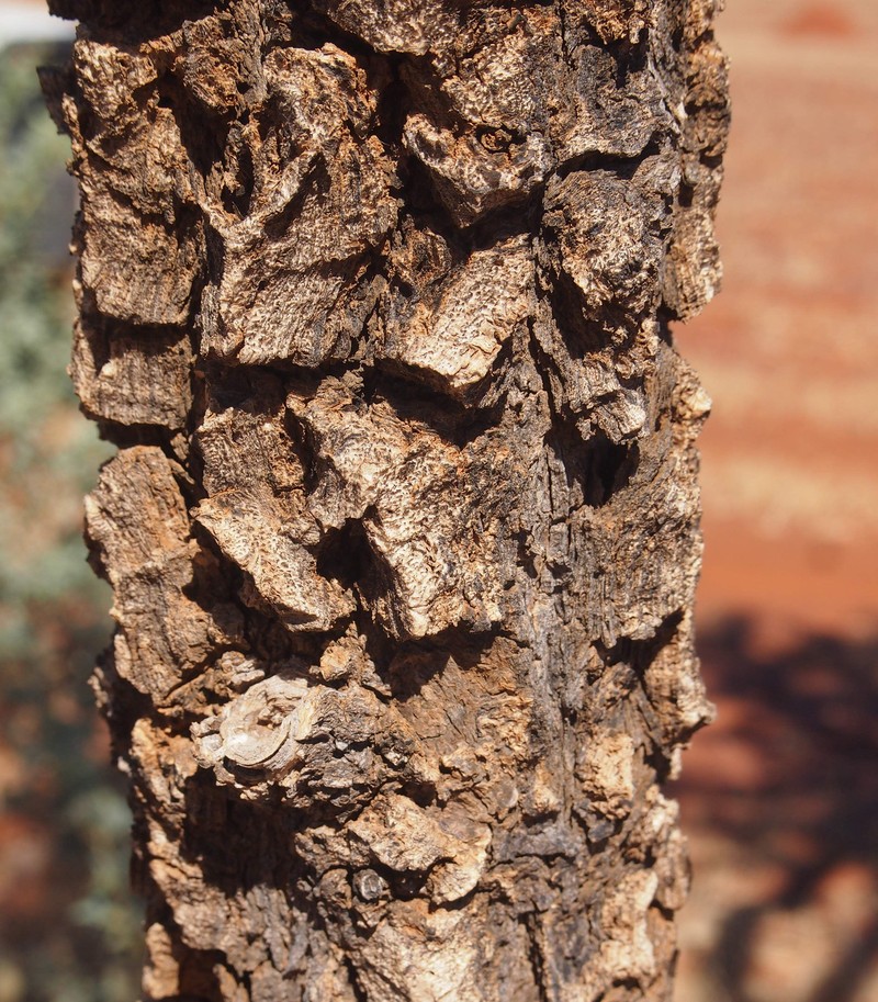 Acacia inaequilatera photo 8