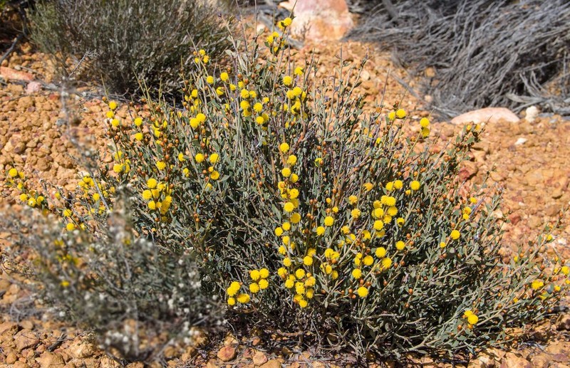 Acacia inaequiloba photo 4