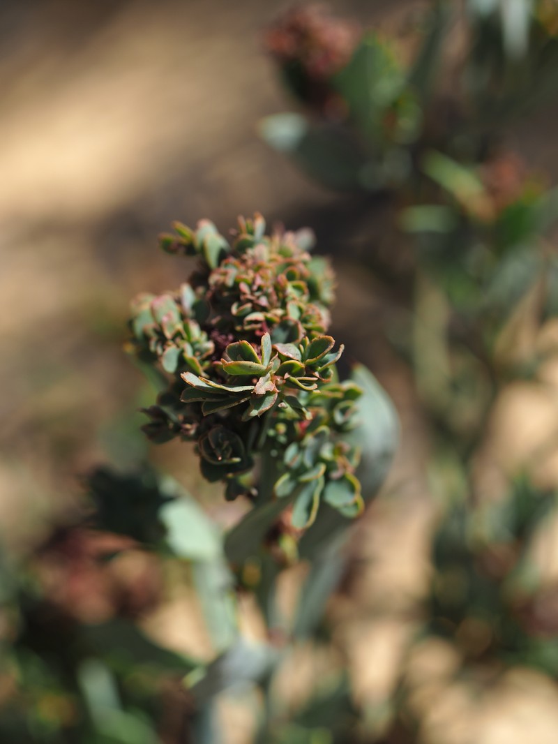 Acacia inaequiloba photo 5