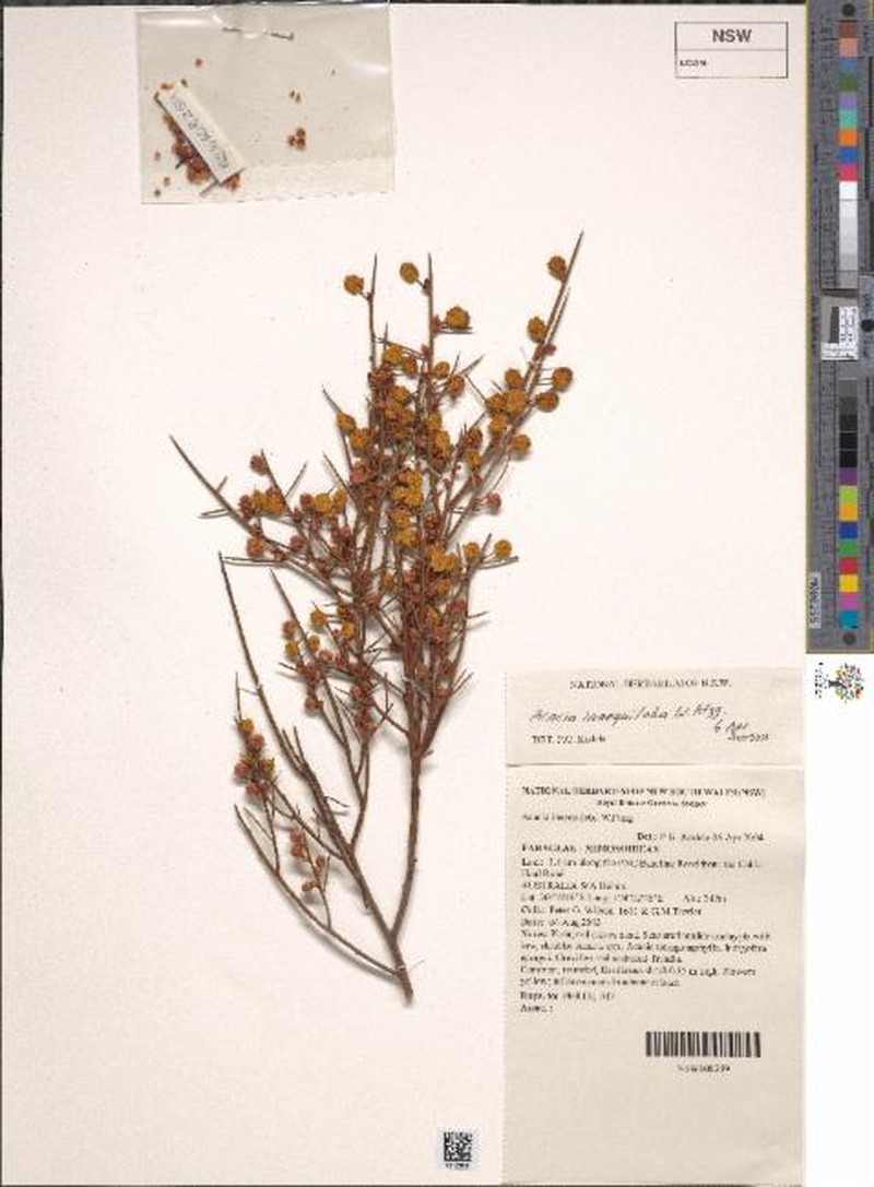 Acacia inaequiloba photo 7