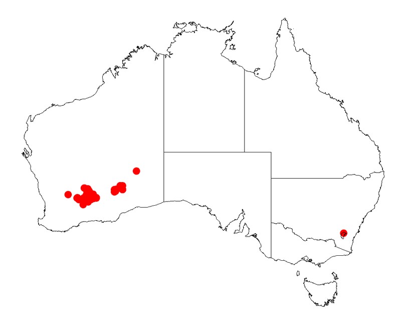 Acacia inaequiloba