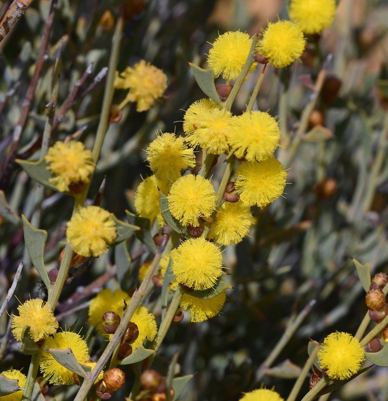Acacia inaequiloba photo 2