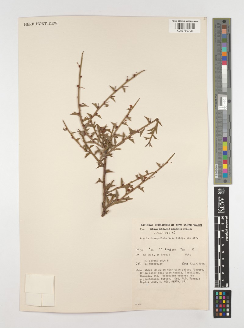 Acacia inaequiloba photo 4
