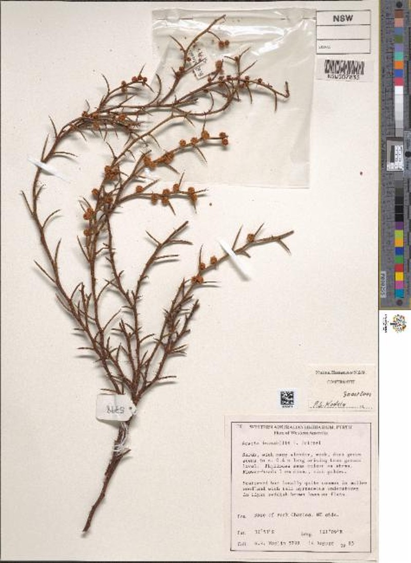 Acacia inamabilis photo 5