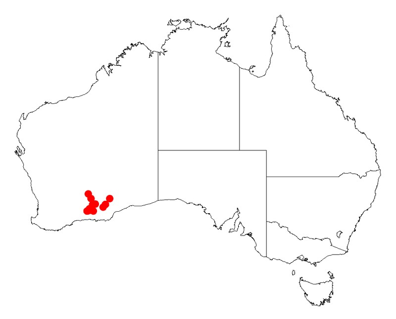 Acacia inamabilis