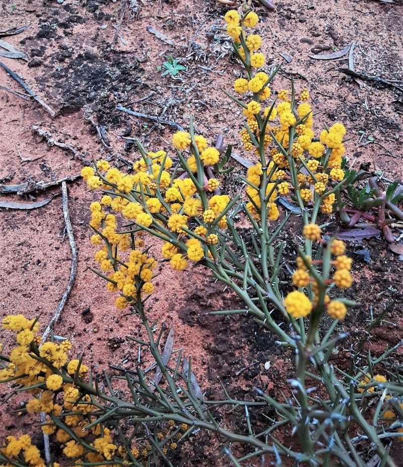 Acacia inamabilis photo 2