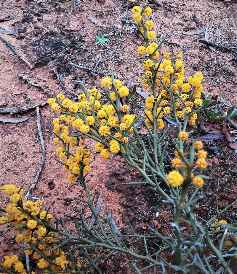 Acacia inamabilis photo 3