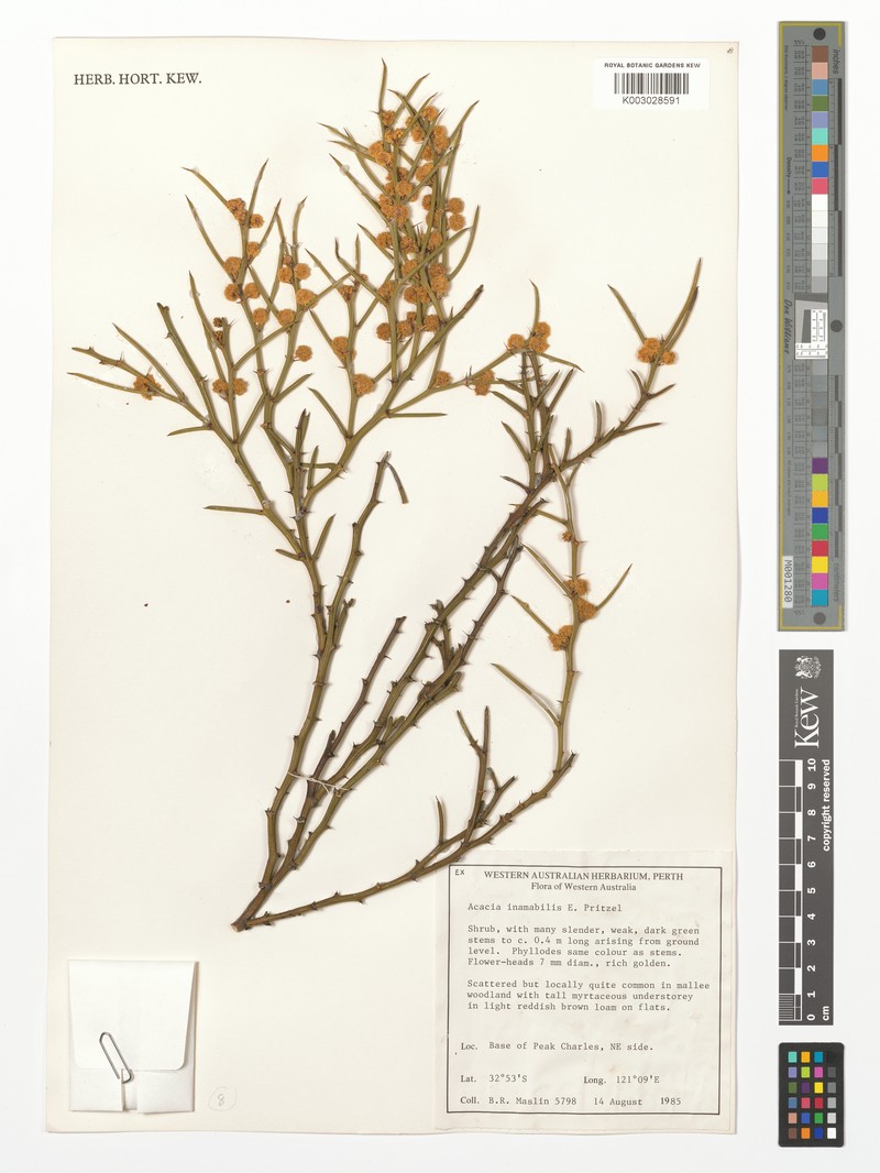 Acacia inamabilis photo 4