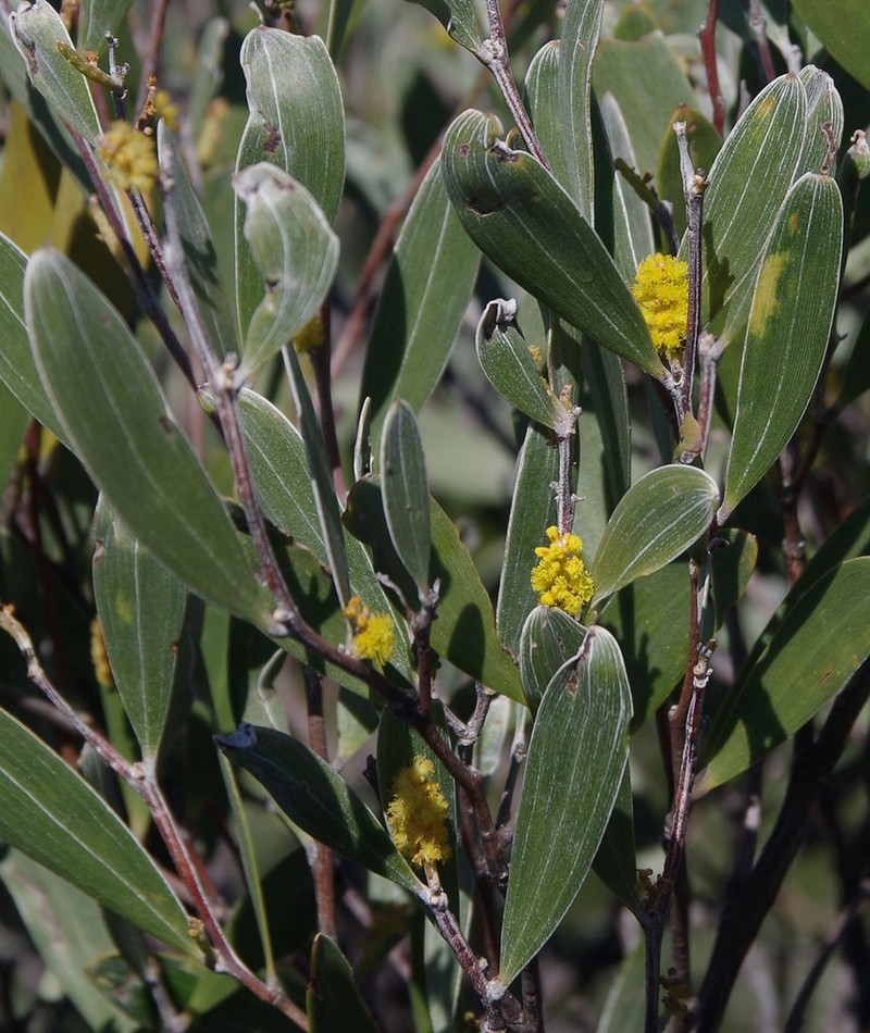 Acacia incanicarpa photo 3
