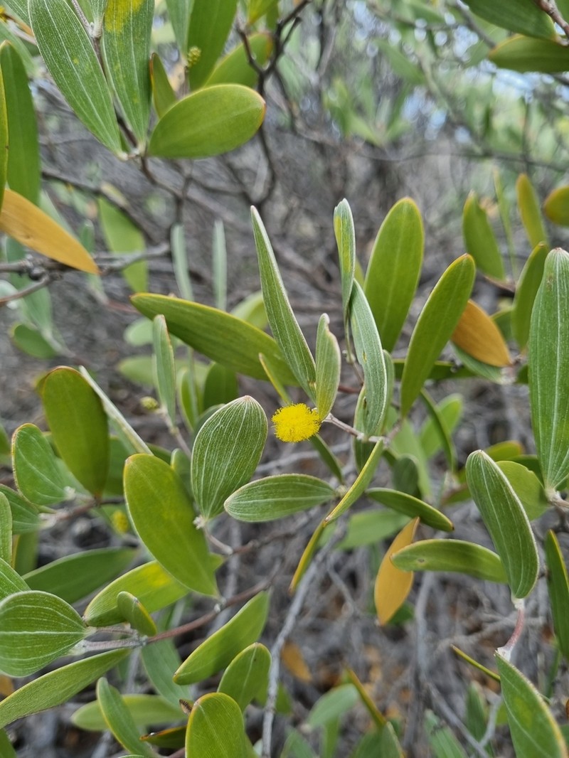 Acacia incanicarpa photo 4